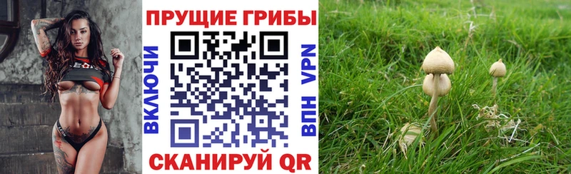 Галлюциногенные грибы Psilocybine cubensis  Купить  Ермолино 